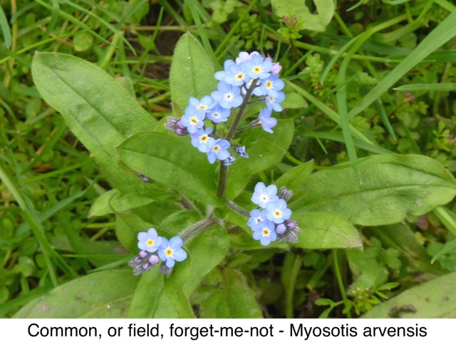forget-me-not