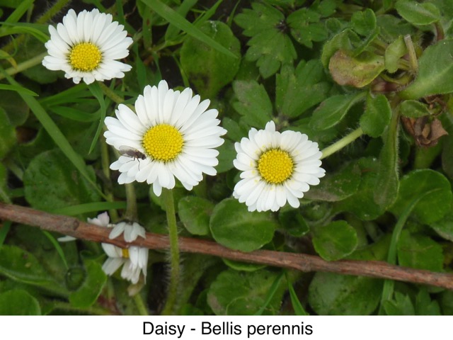Daisy