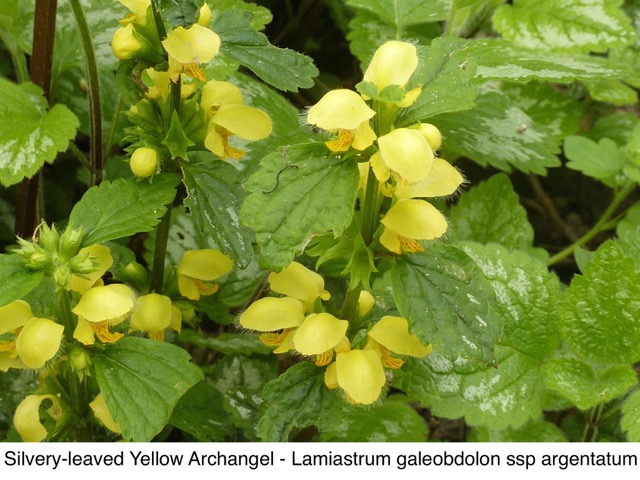 Yellow Archangel