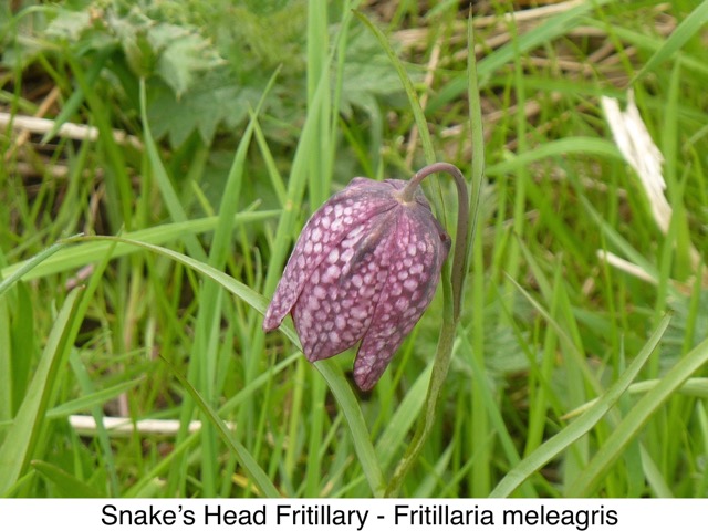 Snake's head Fritillary
