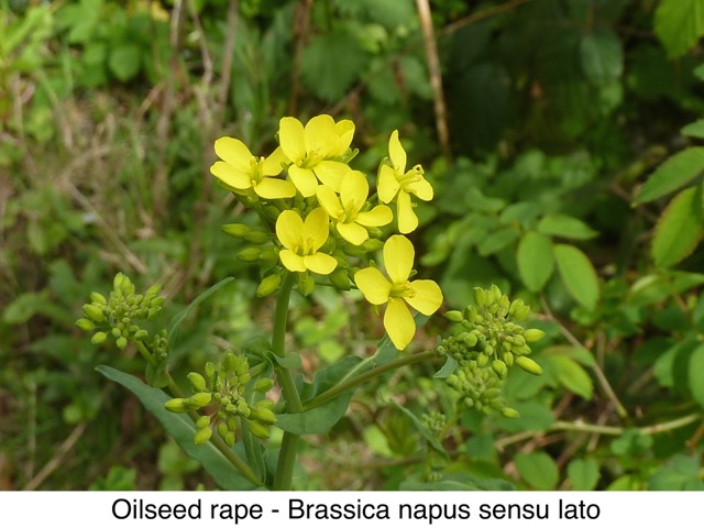 Oilseed rape