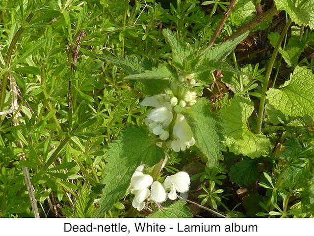 Dead-nettle