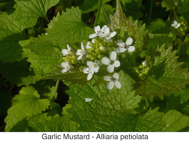 Garlic mustard