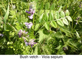 Bush Vetch