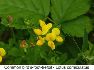 Common bird's-foot-trefoil