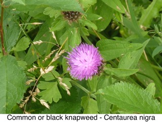 Common or black knapweed