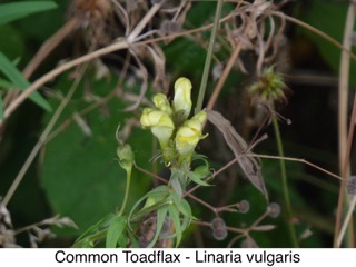 Common Toadflax