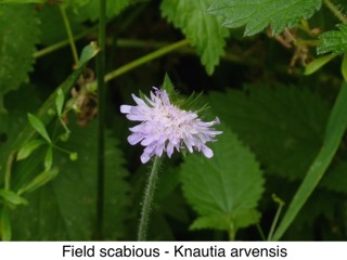 Field scabious