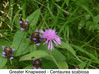 Greater Knapweed