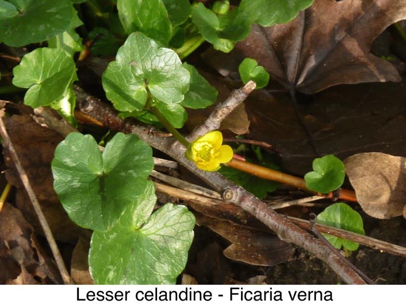 Lesser celandine