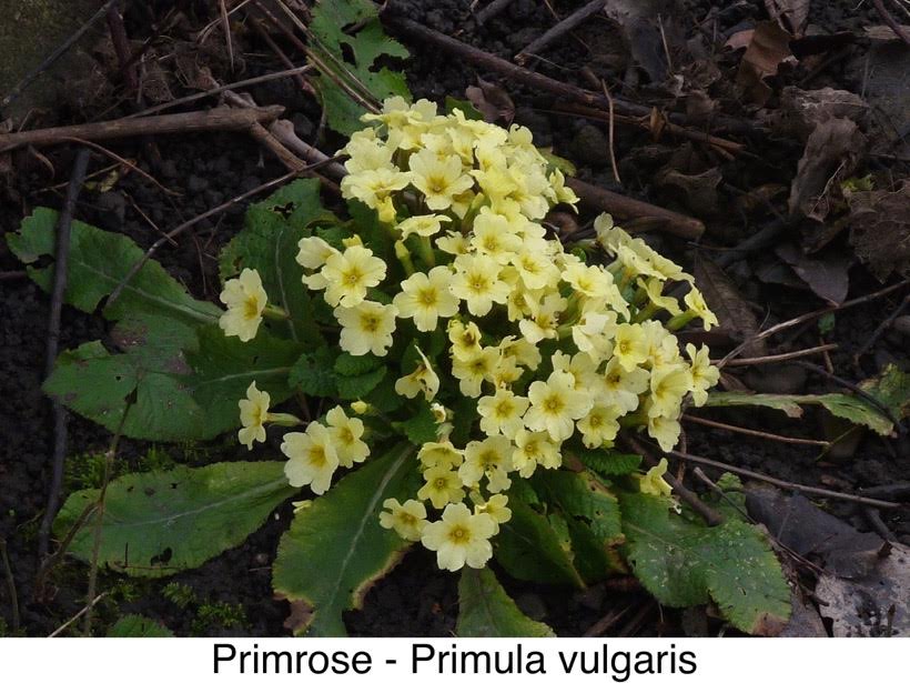 Primrose