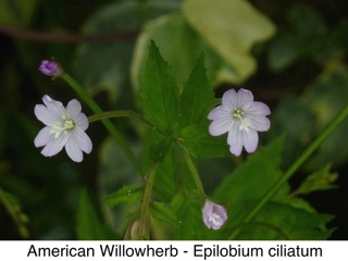 American Willowherb