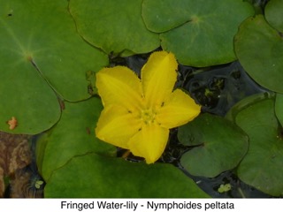 Fringed Waterlily