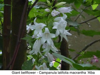 Giant Bellflower
