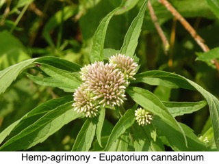 Hemp-agrimony