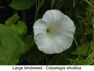 Large bindweed