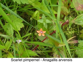 Scarlet pimpernel