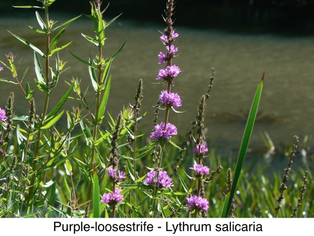 Purple-loosestrife