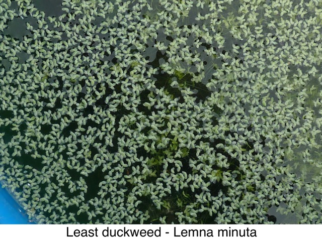 Least duckweed
