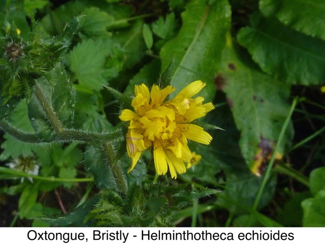Oxtongue, Bristly
