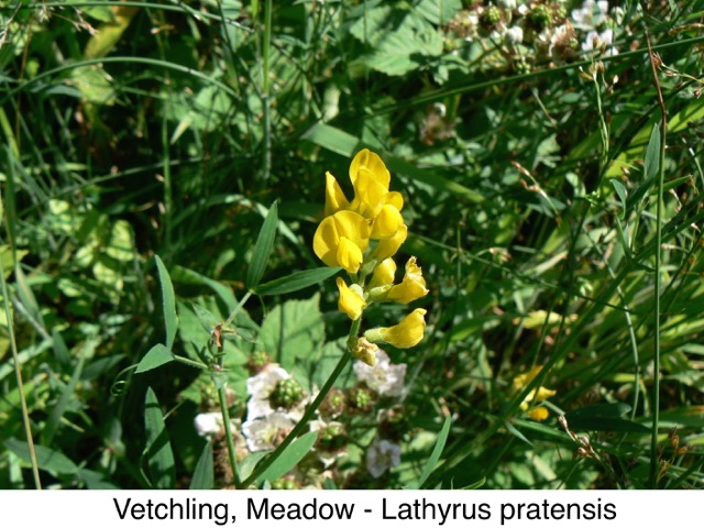 Vetchling, Meadow