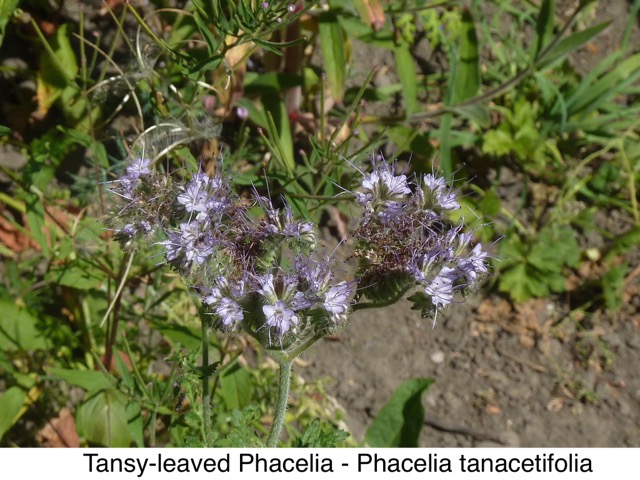 Phacelia