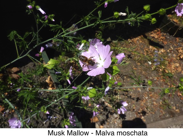 Musk mallow