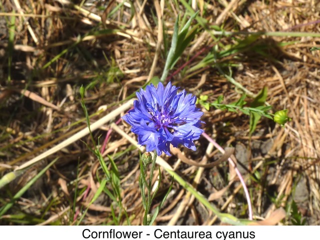 Cornflower