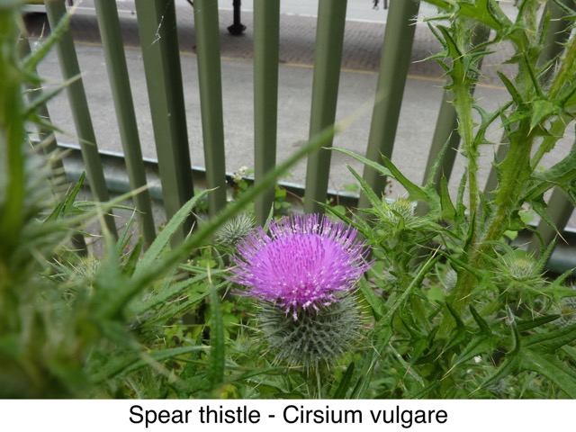 Spear thistle