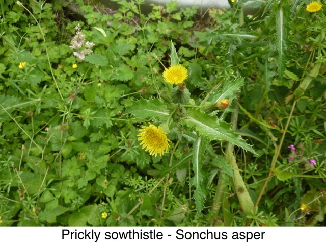Prickly sowthistle