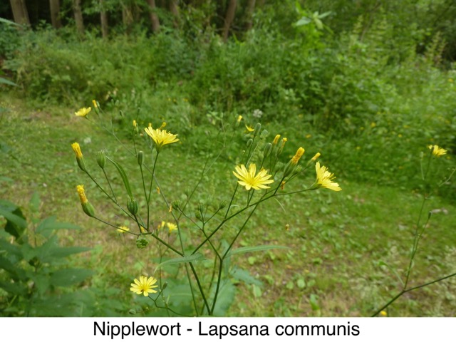Nipplewort