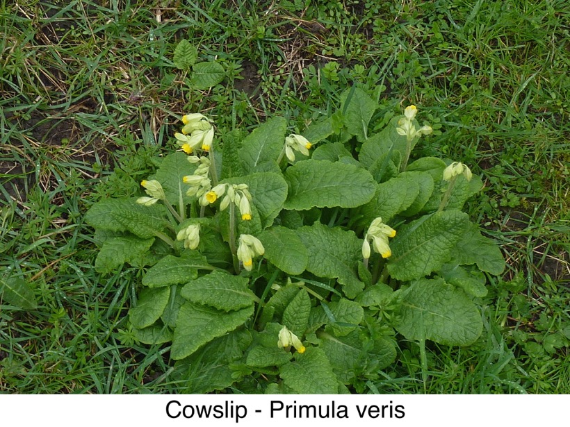 Cowslip