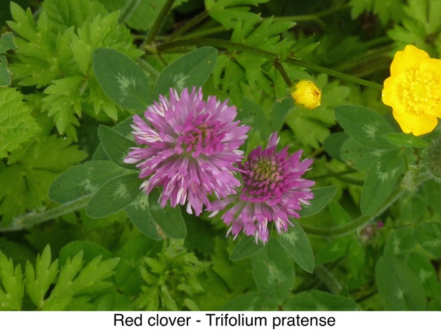 Red Clover