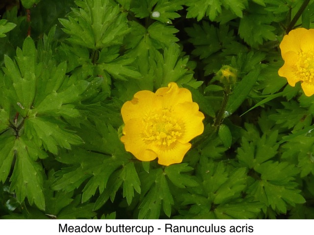 Meadow buttercup