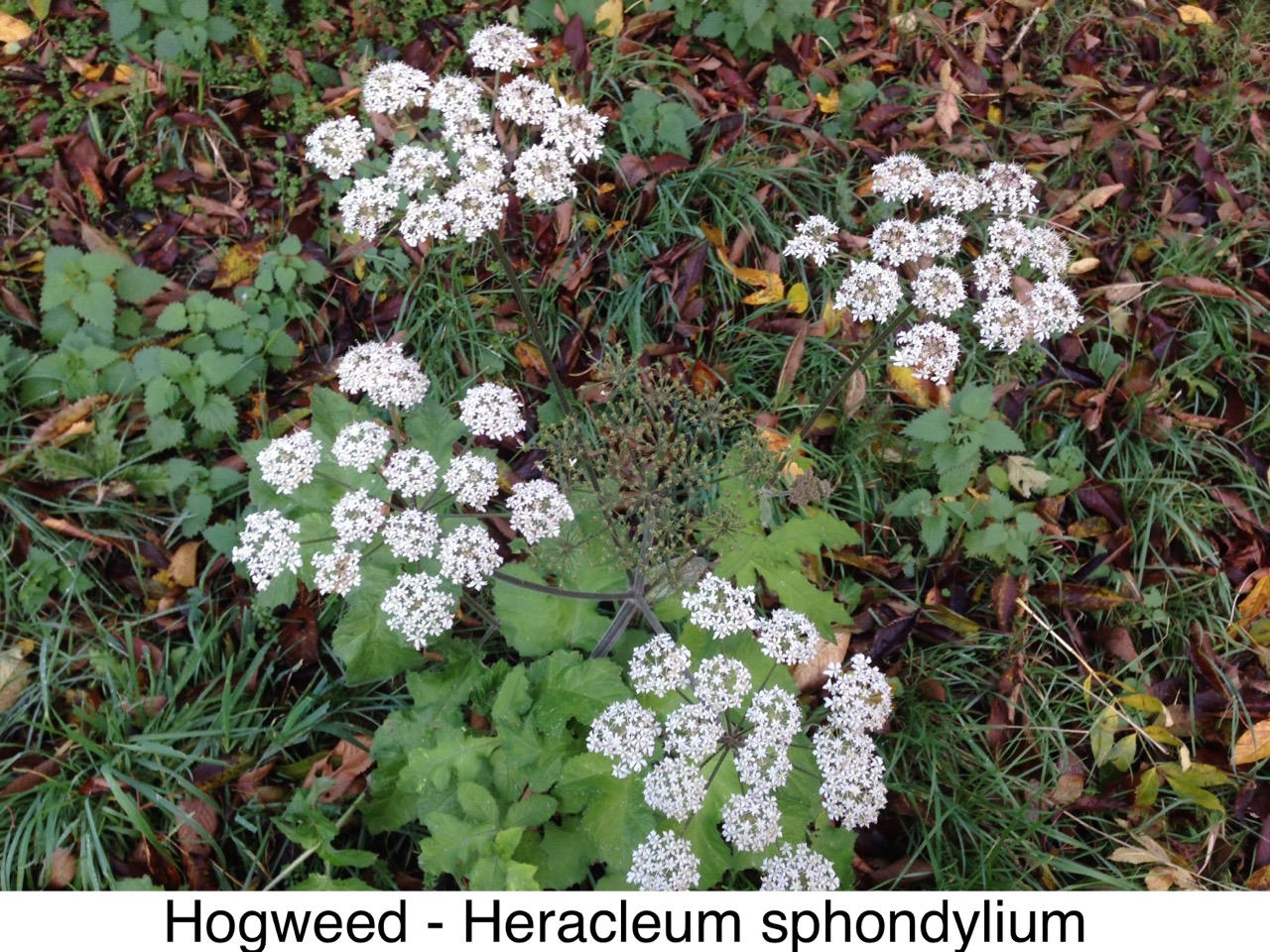 Hogweed