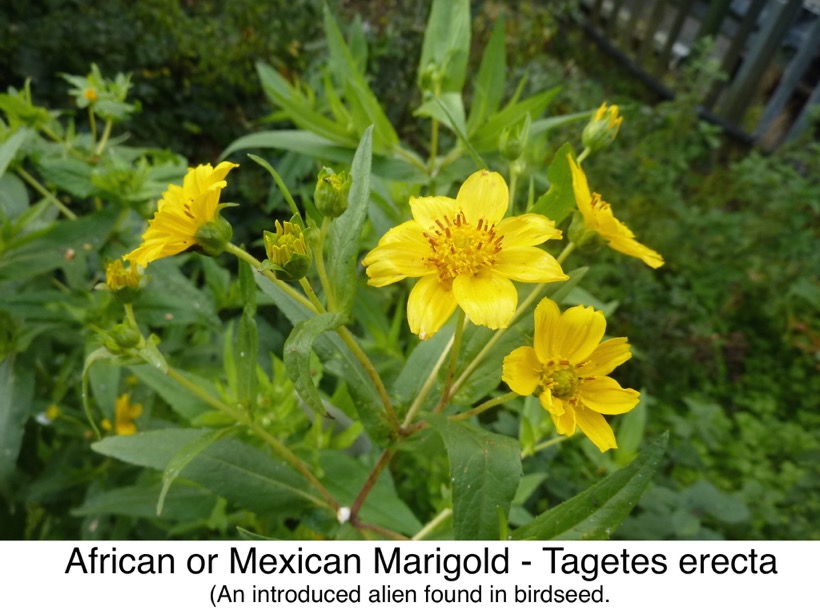 Mexican_Marigold