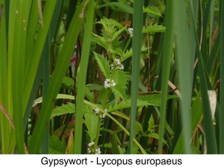 Gypsywort