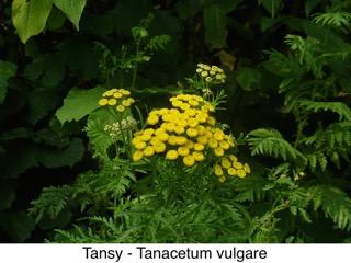 Tansy