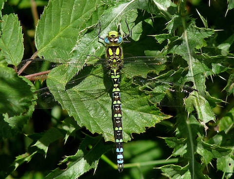 southern hawker