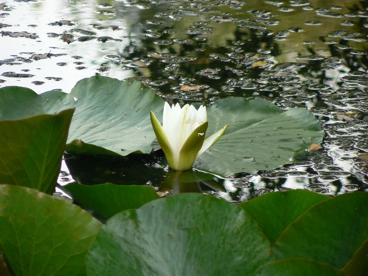 Waterlily